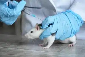 A vet in giving a mouse an injection